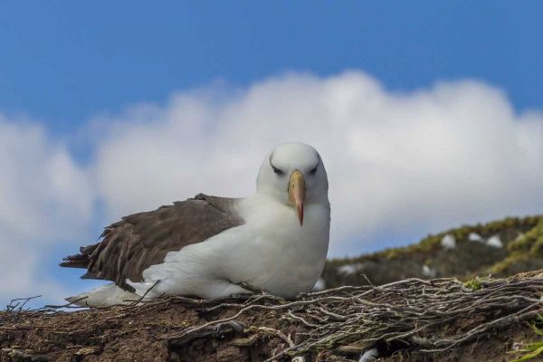 Saunders Island Black-browed albatross resting